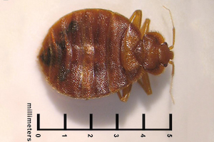 Bedbug size
